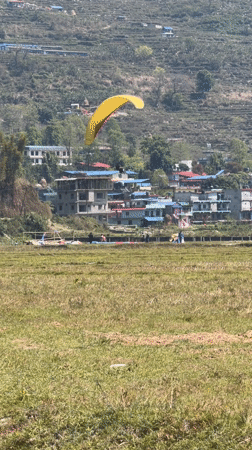 Baby ducklings spotted huddled on concrete in Pokhara