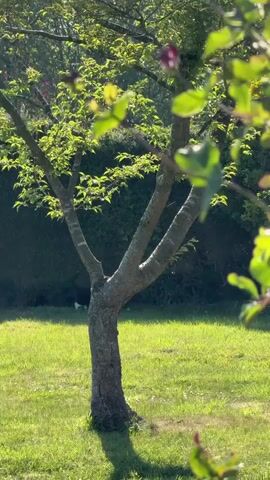 The video opens with a sunlit outdoor scene, featuring a small tree with green leaves and a visible trunk on the left. Bright green grass covers the ground, with shadows cast by the tree. In the background, a dark-colored animal, possibly a cat or dog, is seen lying on the grass. As the video begins, a loud, sharp bang or thwack sound is heard. The camera then slowly pans to the right, shifting focus to a different branch with vibrant green leaves and reddish-purple flower buds in the foreground. The background continues to show a well-lit, grassy area with more foliage. The initial loud sound stops, and the remainder of the short video is silent. The setting appears to be a garden or park in Hitchin, United Kingdom, under clear, sunny conditions.