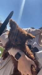 Small wet dog rescued and dried in Sofia home