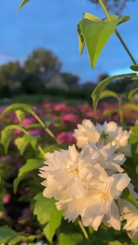 This is a vertical video clip filmed at golden hour in Tartu, Estonia. The foreground features a cluster of white flowers, possibly jasmine, with delicate, multi-petaled blooms. Their petals are illuminated by the warm, soft light of the setting sun, giving them a creamy, luminous appearance. Lush green leaves frame the flowers, some of which are slightly out of focus, adding depth to the composition.

In the background, a field of pink flowers, likely hydrangeas or a similar flowering shrub, stretches across the scene. The vibrant pink creates a striking contrast with the white blossoms in the foreground. Beyond the flowers, a small, traditional wooden house with a visible window and a chimney is nestled amongst green trees. The setting appears to be a rural or suburban garden.

The sky above is a gradient of blue and grey, with hints of clouds suggesting the transition from day to evening. The overall atmosphere is tranquil and serene, evoking a sense of peace and the beauty of nature at dusk. The warm lighting and soft focus contribute to a dreamy, picturesque mood. There is no visible text in the video.