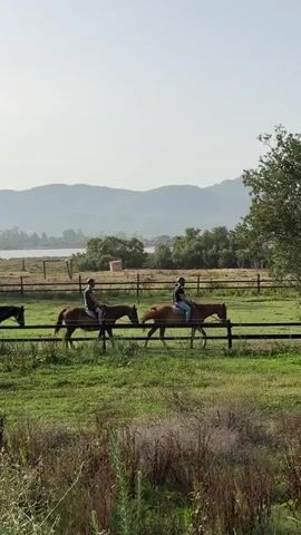 Four people on horseback are riding along a fence in a grassy field. The sky is clear and there are hills in the background. The riders are wearing helmets and casual clothing. The horses are various shades of brown. The field is lush and green, with some wildflowers and tall grass. The fence is made of wooden posts and rails. The overall scene is peaceful and serene.