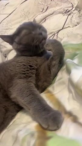 This is a close-up, vertical video of a short-haired, gray cat lying on a bed. The cat is grooming its paw, with its tongue extended. The background is a white duvet with a subtle, abstract floral pattern in purple and green. The lighting suggests it is daytime, and the setting is indoors, likely a bedroom in Jõhvi, Estonia. The cat appears relaxed and focused on its grooming. There is no visible text in the video.
