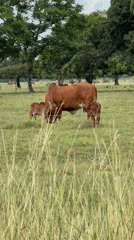 Cow and calves graze in Colombian pasture