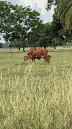 Cow and calves graze in Colombian pasture