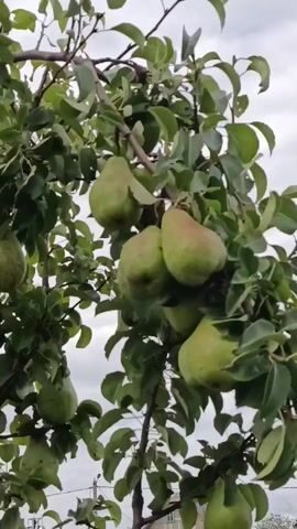 A video shows a close-up of a pear tree with several ripe pears hanging from its branches. The pears are green with a slight blush of pink on some. The leaves of the tree are green and lush. The sky in the background is overcast.