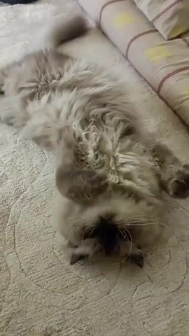 A person pets a fluffy cat laying on its back on an off-white rug with a textured pattern. The cat has gray-brown fur and is lying near a patterned pillow or cushion. The person’s hand reaches down to pet the cat’s belly, and the cat opens its mouth wide, revealing its teeth. The cat appears to be enjoying the attention.