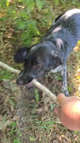 A black and white dog is playing tug-of-war with a stick in a wooded area. The dog has a firm grip on the stick and is pulling it with all its might. The person holding the other end of the stick is also pulling, and the two are engaged in a playful struggle. The dog's fur is wet, suggesting it may have been swimming. The ground is covered with leaves and grass, and the trees are lush and green.