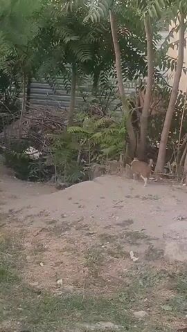 A small brown and white dog walks on a dirt path surrounded by trees and bushes. The dog is in focus for a few seconds before it walks out of frame. The scene is outdoors during the day.