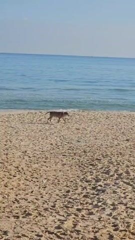 The video shows a dog walking along a sandy beach near the water. The dog is light brown in color. The sea is calm and light blue, under a clear sky. The beach is sandy and stretches into the distance. The camera follows the dog as it walks along the shore.