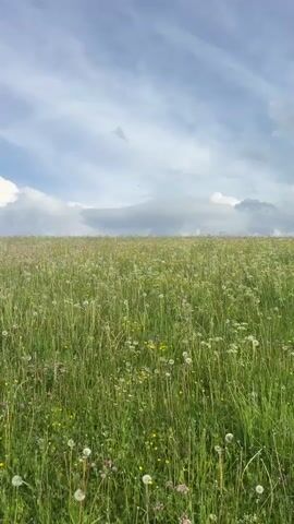 This is a vertical video of a lush green meadow filled with tall grass and scattered wildflowers under a bright blue sky with fluffy white clouds. The camera is positioned low in the meadow, looking out towards the horizon, giving a sense of being immersed in the field. The sun appears to be shining, creating a cheerful and serene atmosphere.

The meadow is abundant with dandelions, many of which have gone to seed, their white puffballs dotting the landscape. There are also smaller yellow and purple wildflowers interspersed throughout the green stalks. The overall impression is one of natural beauty and tranquility, suggesting a pleasant day outdoors in a rural setting. The gentle sway of the grass implies a light breeze.

There is no visible text in the video. The time of day appears to be midday or early afternoon, given the brightness of the sunlight and the clarity of the sky. The location context provided places this meadow in Kastelruth - Castelrotto, Italy, a mountainous region known for its scenic beauty. The scene evokes feelings of peace, calm, and appreciation for nature.