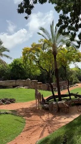 A short video clip shows a giraffe in an outdoor enclosure. The giraffe is standing on a sandy path, facing away from the camera. The enclosure appears to be a zoo or wildlife park, with a grassy area, large rocks, and several palm trees. In the background, more trees and a bright blue sky with some white clouds are visible. The lighting suggests it is daytime, likely late morning or early afternoon. The overall impression is one of a sunny, warm day in a naturalistic habitat designed for the animals. There are no people or visible text in the clip. The location context provided is Mislata, Spain.