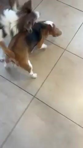 Two dogs are playing on a tiled floor. One is a tri-color beagle and the other is a brown and white collie. The collie is standing over the beagle who is on its back. The collie appears to be biting at the beagle’s head. The beagle then gets up and the collie chases after it, continuing to bite at its head and neck. A foot appears in the bottom of the frame.