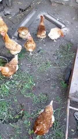 The video shows a flock of approximately ten chickens in an outdoor enclosure. The chickens are a mix of brown and golden-brown feathered breeds. They are scattered across a dirt and grass-covered area, with some pecking at the ground. In the background, there is a wooden structure with a trough or feeder, and what appears to be a wheelbarrow to the right. The scene suggests a farm or backyard setting. The lighting indicates it is daytime, likely with overcast skies as there are no strong shadows. The overall activity is the chickens foraging for food. There is no visible text in the video.