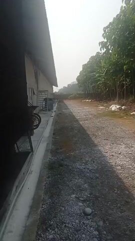 The video shows an outdoor scene with a gravel path leading past a long, light-colored building on the left and a line of trees on the right. The building appears to be industrial or agricultural, with a metal roof. In front of the building, there are some objects that look like wheelbarrows. The trees on the right are tall and leafy, and they create a dense line along the path. The ground is covered with gravel and dirt. The sky is bright and hazy, suggesting a sunny day. There is no movement or action captured in the video, only a static view of the environment.