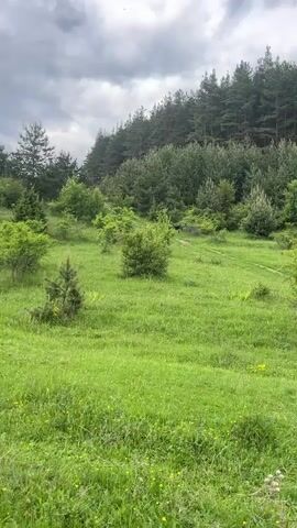 A small black drone is seen flying horizontally above some low-lying green bushes in a grassy field with pine trees and a hill in the background. The sky is cloudy.