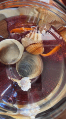 Orange fish swim among seashells in Venafro fishbowl