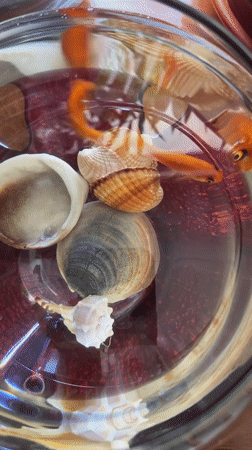 Orange fish swim among seashells in Venafro fishbowl