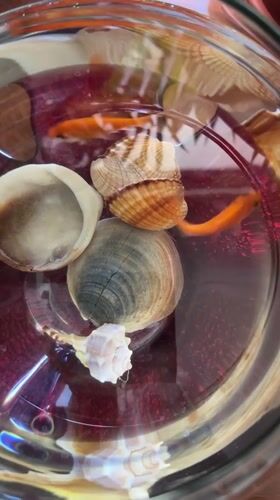 Orange fish swim among seashells in Venafro fishbowl