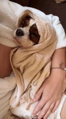 Cavalier King Charles Spaniel enjoys morning rest in Budva