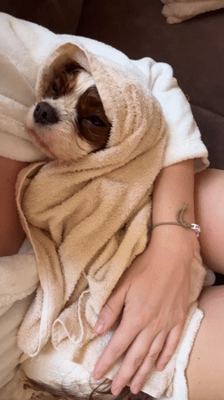 Cavalier King Charles Spaniel enjoys morning rest in Budva