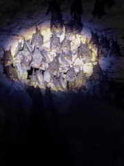 Pre-dawn cave exploration reveals bat colonies in Philippines