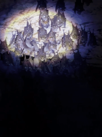 Pre-dawn cave exploration reveals bat colonies in Philippines