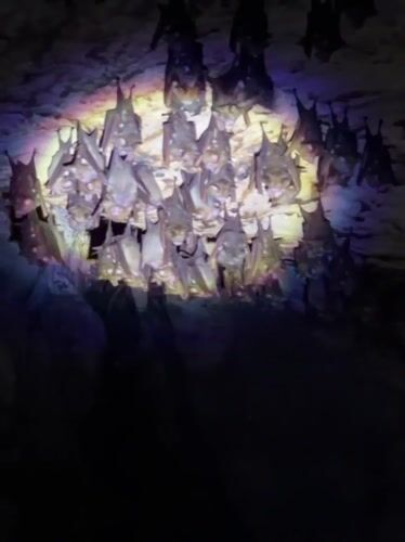 Pre-dawn cave exploration reveals bat colonies in Philippines