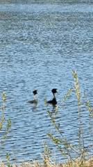 Peaceful afternoon scenes captured at Lebyazhye Lake, Kazan