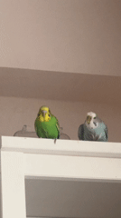 Morning routine with pet parakeets documented in Izhevsk home