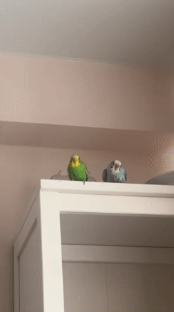Morning routine with pet parakeets documented in Izhevsk home