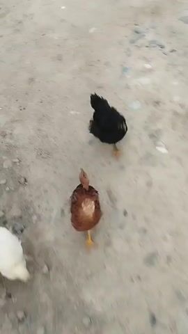 The video shows three chickens walking on a dirt path. From left to right, there is a white chicken, a brown chicken, and a black chicken. The white chicken is slightly out of focus at the beginning of the video. The brown chicken is in the center and appears to be looking down. The black chicken is on the right and appears to be moving away from the camera. The ground is a mixture of dirt and gravel. The video is shaky and appears to be taken from a mobile device.