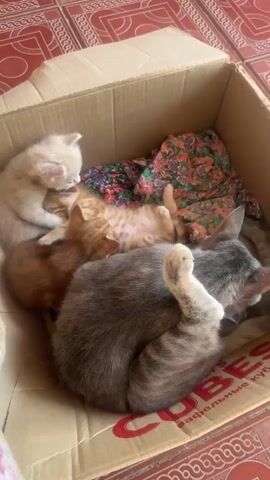 A gray tabby cat is curled up in a cardboard box, sleeping with its eyes closed. Three kittens are nestled close to the mother cat. One kitten, a light cream color, is lying on its side, facing away from the camera. Another kitten, an orange tabby, is lying on its back, also facing away from the camera. A third kitten, a darker orange color, is snuggled between the mother cat and the orange tabby kitten. The kittens appear to be sleeping. The box is lined with a colorful floral fabric. The floor outside the box is tiled with a red and white pattern.