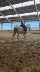 Young rider practices horseback riding in Belgian stable