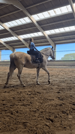 Young rider practices horseback riding in Belgian stable