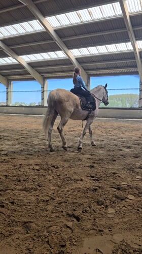 Young rider practices horseback riding in Belgian stable
