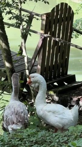 The video shows two geese standing on the grassy bank of a body of water. The goose on the left is gray and is facing away from the camera. The goose on the right is white and is facing the camera. There is a wooden chair and a dock in the background. The water appears to be murky green. The lighting suggests it is daytime.