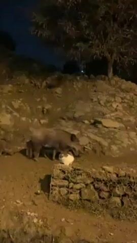 At night, a small group of wild boars emerges near a rock barrier, with an adult followed by several younger ones. The scene is illuminated by an unseen light source from below. A white cat is also present in the foreground, near the rock barrier. The ground is dirt and foliage. Above, a leafy tree extends into the dark sky.