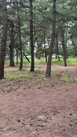 The video opens with a view of a forest floor, characterized by pine needles and pine cones. Two tall pine trees stand prominently in the foreground. In the middle ground, a small, dark-colored animal, possibly a squirrel, is observed. It appears to be sniffing the ground and moving from right to left. In the background, beyond a patch of grass and some bushes, two white vehicles are parked. The environment suggests an outdoor recreational area like a park or campsite. The camera is positioned relatively low to the ground, focusing on the animal's activities.