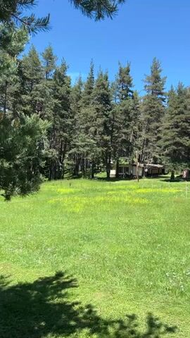 A wide shot shows a sunny day with a clear blue sky and scattered tree branches in the foreground. The middle ground features a grassy field with scattered yellow wildflowers and some small white markers. Beyond the field is a dense forest of tall pine trees. In the background, nestled within the trees, are several buildings, including what appears to be a long, light-colored structure with a dark roof and a smaller, pinkish building. A dirt road runs through the scene, curving from the left to the right. The perspective suggests the camera is moving slowly to the right, panning across the landscape. No people or animals are visible.