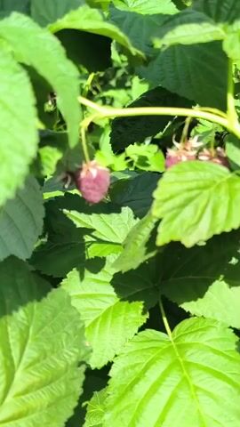 The video shows a close-up view of several raspberries on a bush. The raspberries are a deep pinkish-purple color and appear to be ripe or nearly ripe. They are hanging from thin stems surrounded by lush green leaves. The sunlight filters through the leaves, creating dappled lighting on the berries and foliage. The focus is on the raspberries, with the background slightly blurred. The scene appears to be outdoors in a garden or natural setting. There are no people or animals visible in the video. The camera is relatively still, with only slight natural movement from the wind or the camera operator.