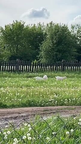 The video shows a field of dandelions and grass bordered by a weathered wooden fence and trees under a cloudy sky. Several white goats are grazing in the field. A black dog is also present, moving around in the field. The foreground includes a section of chain-link fence and a muddy dirt path. The goats transition from lying down to standing and moving around.