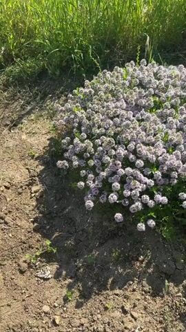The video shows a dense patch of low-growing, light-purple flowering plants. The plants are growing in a bare patch of dirt next to a patch of tall green grass.  A few green plants that are not the flowering plant are growing within the patch. In the distance, two light-colored buildings with brown roofs are visible through the tall grass.  The sky is clear and blue.
