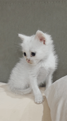 White kitten observed on cushion in Kazanlak, Bulgaria