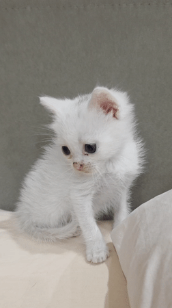 White kitten observed on cushion in Kazanlak, Bulgaria