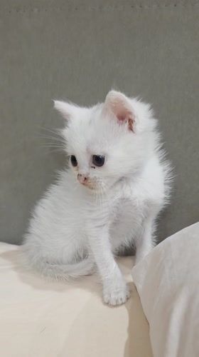 White kitten observed on cushion in Kazanlak, Bulgaria