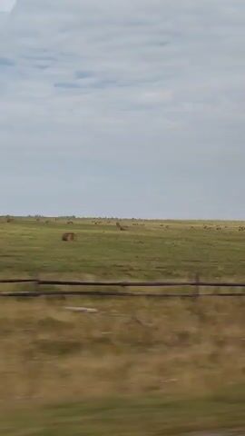 The video shows a view from a vehicle moving past a rural landscape. The foreground is a blur of dry, yellowish-brown grass with a wooden fence running horizontally across the middle of the frame. Behind the fence is a vast, green field dotted with numerous round hay bales. The sky is overcast with scattered white clouds. The overall impression is of a harvested agricultural field under a cloudy sky.