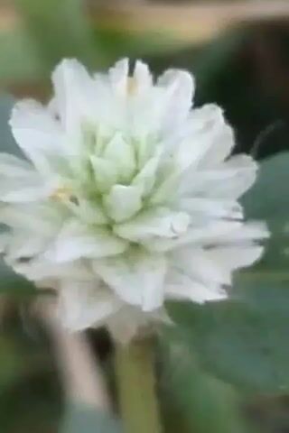 The video shows a close-up, slightly blurry view of a white flower with green accents in the center. The flower has many small petals that are tightly packed together, giving it a spherical or dome-like appearance. The stem of the flower is visible at the bottom of the frame, and it appears fuzzy. The background is out of focus and consists of green foliage, suggesting the flower is outdoors. The lighting is natural and the focus is on the flower. There are no people or other objects clearly visible in the frame.