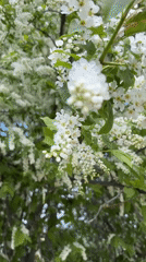 Spring morning documented in Chaikovsky, Russia with blooms and family