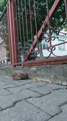 Evening stroll around a Brest hotel, hedgehog included