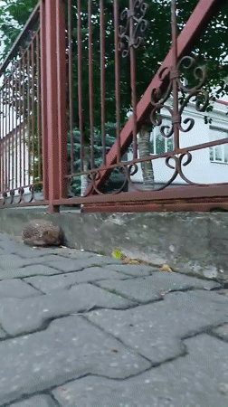 Evening stroll around a Brest hotel, hedgehog included